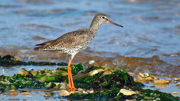 LEstuaire de lOrne : un site Natura 2000
